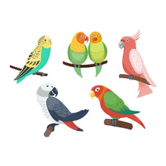 Foto op Canvas Cartoon parrots set and parrots wild animal birds. Tropical parrots feather zoo birds, tropical fauna macaw flying ara. Various cartoon exotic birds set with parrots vector illustration. © creativeteam