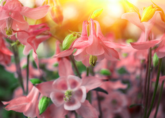 Fototapeta na wymiar Wild pink flower bell close-up