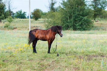 Brown horse in the field