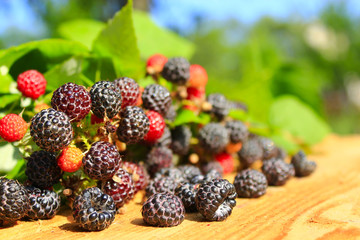 black raspberry fruits