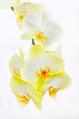 Naklejka na ściany i meble white flowers of orchid on the white background
