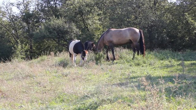 Marble horse and foal grazing in the pasture