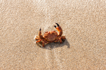 red crab on the beach