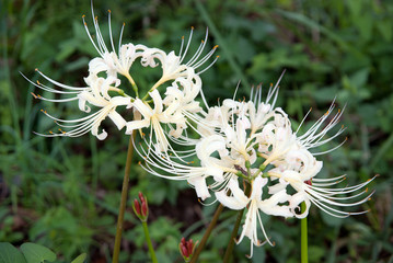 Lycoris radiata in Taka-cho, Hyogo Prefecture, Japan
