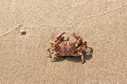 brown crab on the beach