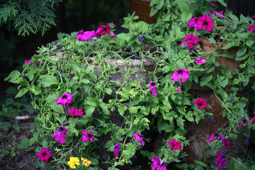 bajkowy ogród - donice kamienne donice na pniach z fioletowymi kwiatami - obrazy, fototapety, plakaty