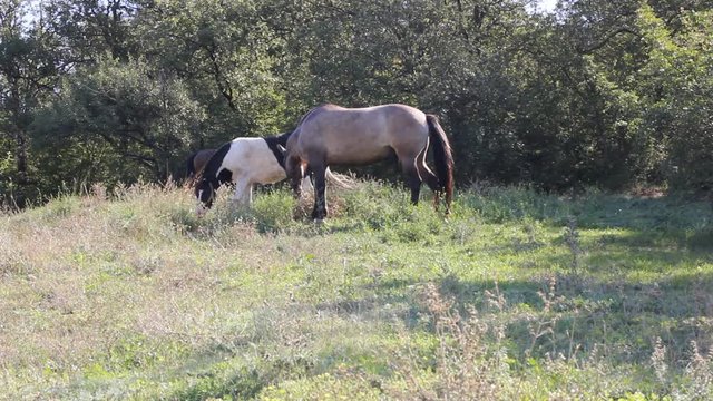 village Horses grazing in a meadow