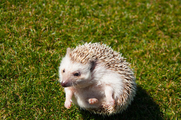 Rounded hedgehog on the lawn

