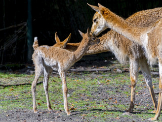 Newborn Vicugna Cria