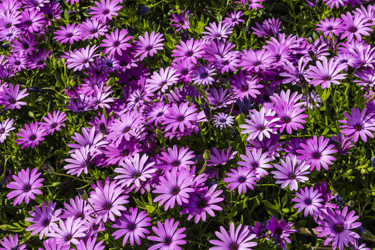 Carpet of Purple osteopermum African daisies close-up.