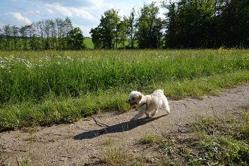 kleiner Malteser Hund mit Stöckchen im Mund in der freien Natur