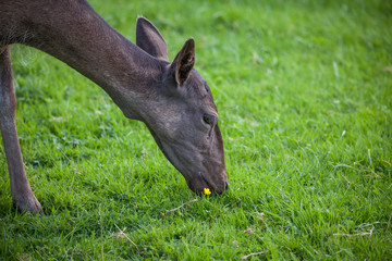 Fototapeta premium Young deer