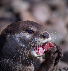 Otter