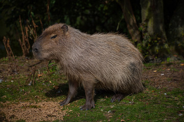 capybara