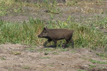 Wild boar running. Ukraine.

