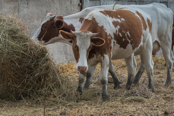 Cows on a farm  Ukraine

