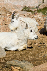 Fototapeta premium Baby Mountain Goats on Mount Evans