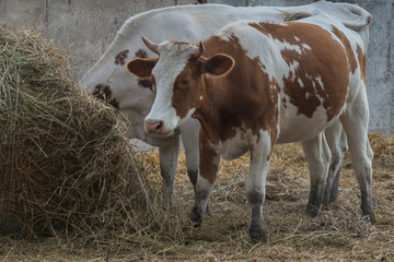 Cows on a farm  Ukraine
