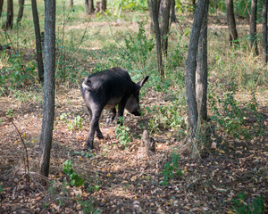 Wild boar running. Ukraine.
