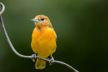 Adult Female Oriole on Copper Wire