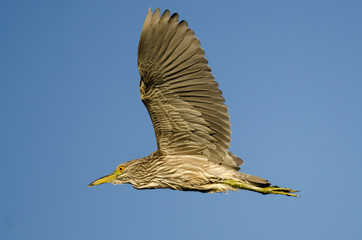 Immature Black-Crowned Night-Heron Flying in a Blue Sky