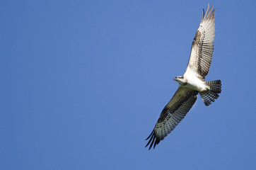 Osprey Flying in a Blue Sky