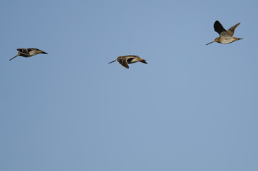 Three Wilson's Snipe Flying in a Blue Sky