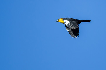 Yellow-Headed Blackbird Flying in a Blue Sky