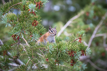 Chipmunk from Bryce Canyon, Utah, USA