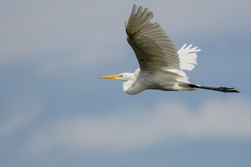 White Great Egret Flying in a Blue Sky