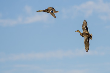 Two Mallard Ducks Flying in a Blue Sky