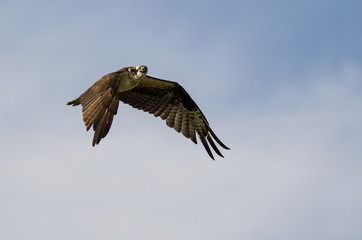 Lone Osprey Making Direct Eye Contact While Flying in a Blue Sky