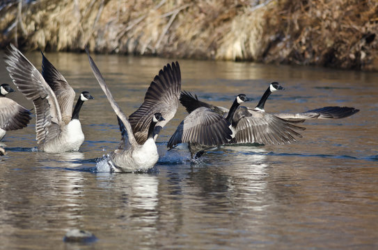 Canada Geese Taking to Flight from the River