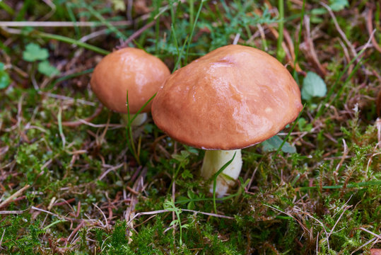 A group of edible forest mushrooms (Suillus luteus)
