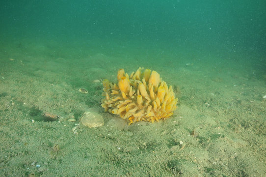 Yellow nipple sponge (Polymastia) on flat muddy bottom In Mahurangi Harbour.