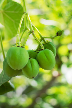 Jatropha on tree.