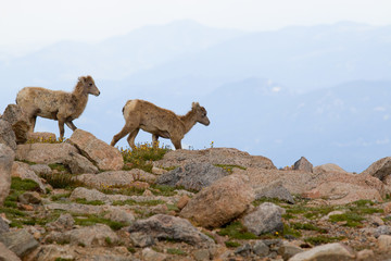 Naklejka premium Bighorn Sheep on Mount Evans Colorado