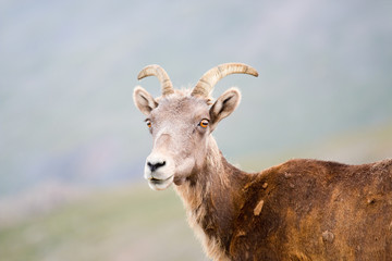 Bighorn Sheep on Mount Evans Colorado