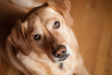 Dog Looking in Camera