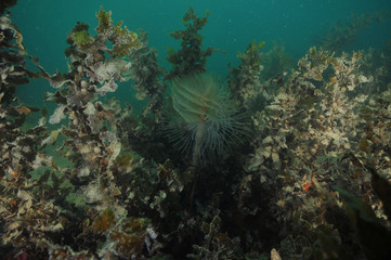 Fototapeta na wymiar Mediterranean fanworm Sabella spallanzanii hiding among brown seaweeds covered with layer of fine mud.