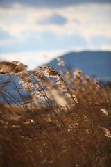 Obraz premium 해질녁 노을 속의 갈대 밭