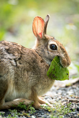 small hare