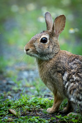 small hare