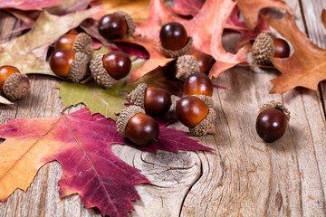 Seasonal autumn leaf and acorn decorations 