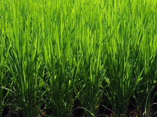星野村　稲穂の夏