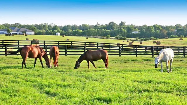 Horses grazing on green pastures of horse farm. Country summer landscape. Two loving horses at horse farm.