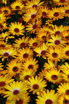 Yellow osteopermum flowers