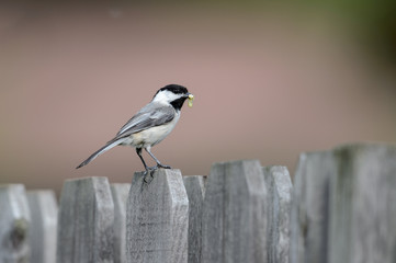 Cute chickadee on a fence with a worm for its babies