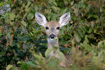 Whitetail doe eating leaves in the woods
