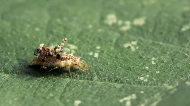 Lacewing larva in protective case. A predatory insect in the order Neuroptera, moving showing madibles and waste material on back